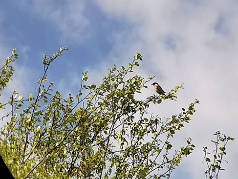 Vogelkundliche Moorbahnfahrt