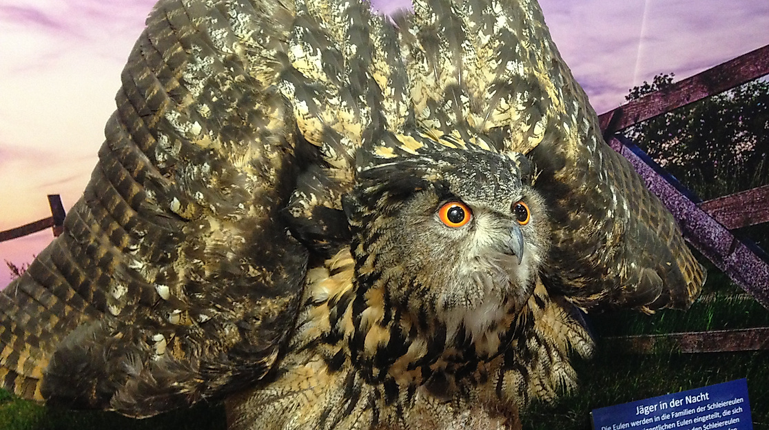Uhu