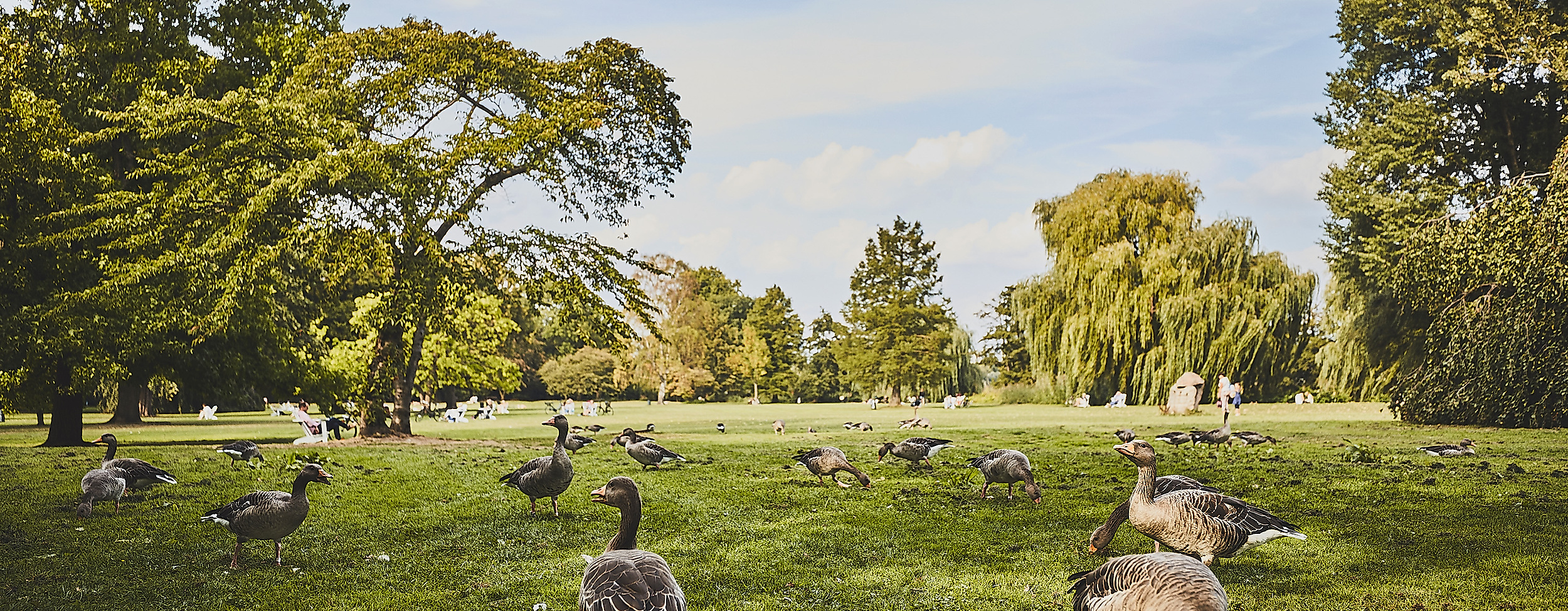 aussenalster_detail_gaense_c-2018-thisisjulia-photography-1