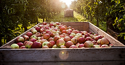 altes-land_apfelkiste_c-guto-ramos