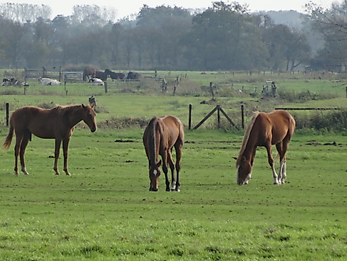 Ringreiten
