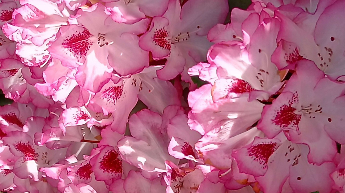 rhododendron