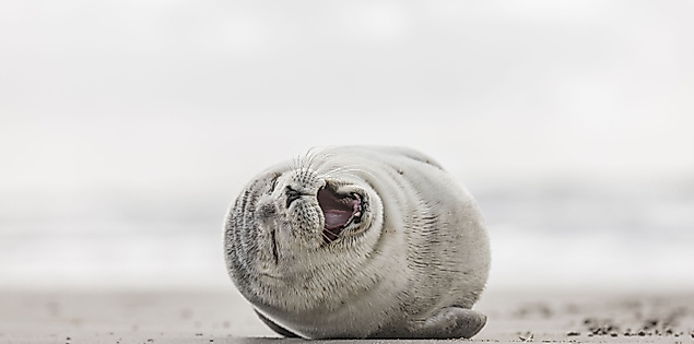 Seehund liegt entspannt am Nordseestrand vor nebligem Meereshorizont