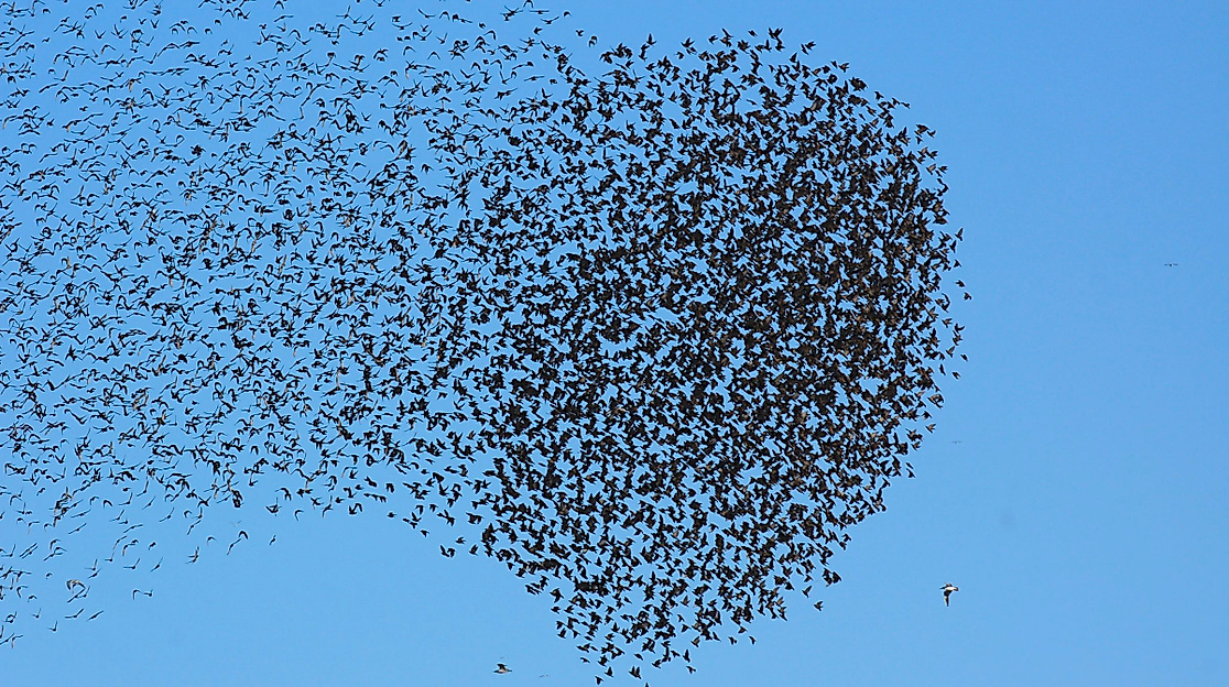 Führung: Die Vogelwelt im Meldorfer Speicherkoog