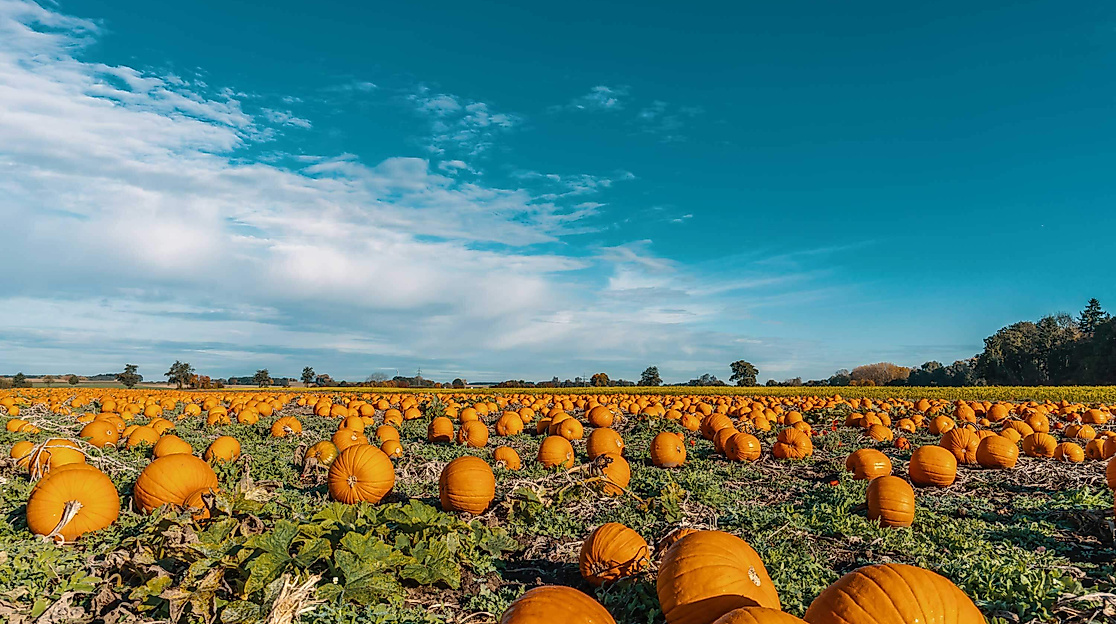 Kürbisse-im-Morgentau-C-Oschi-AdobeStock_298475557
