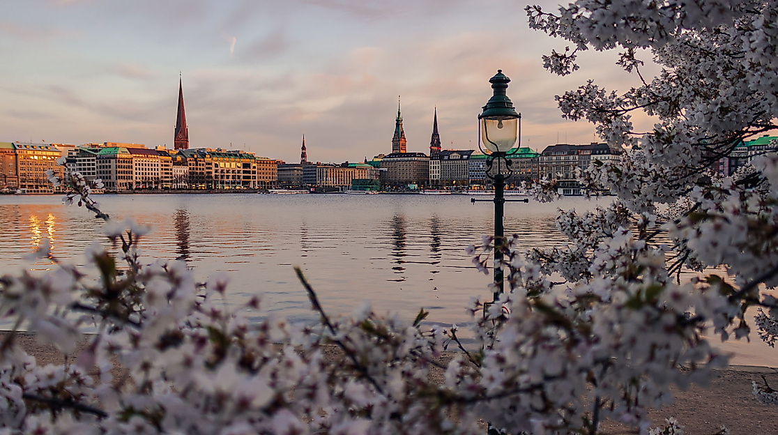 Kirschblüte Binnenalster Hamburg