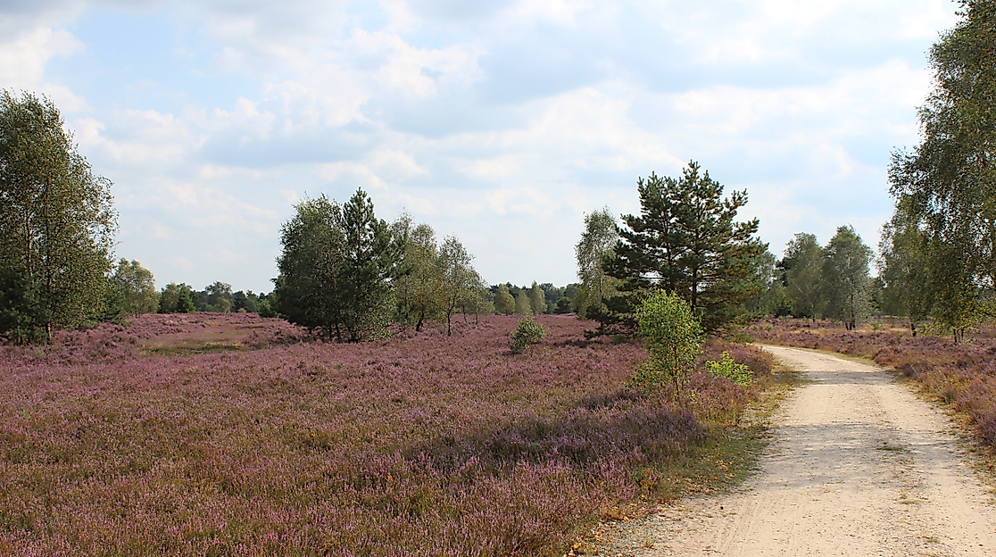 osterheide-2014-gb-12