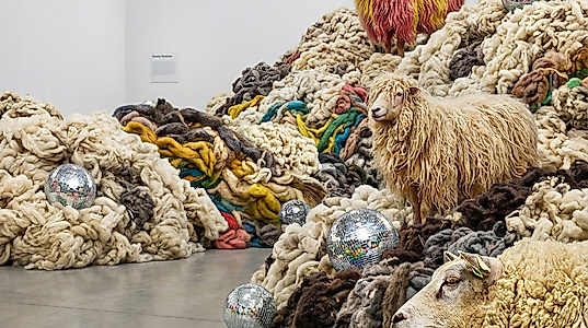 A symphony of wool - Premiere