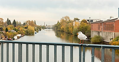 Möwe auf Brückengeländer mit Blick auf die Bille in Hamburg-Bergedorf an einem bewölkten Herbsttag