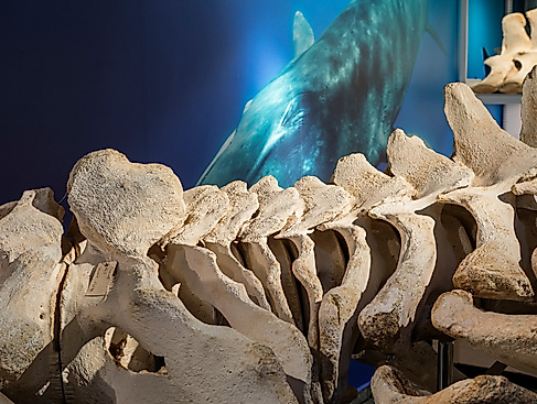 170815-CeNak-Ausstellung_62B9999-30Mp-Foto-UHH,_RRZ_MCC,_Mentz#DB2F