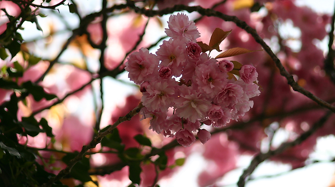 Japanisches Kirschblütenfest