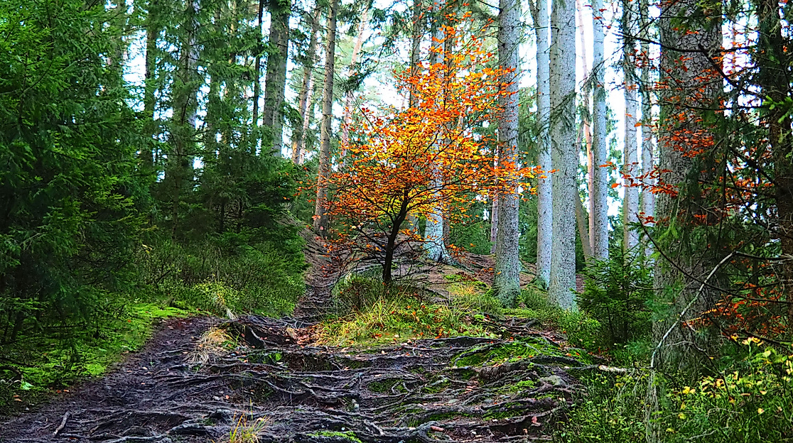 Harburger Berge