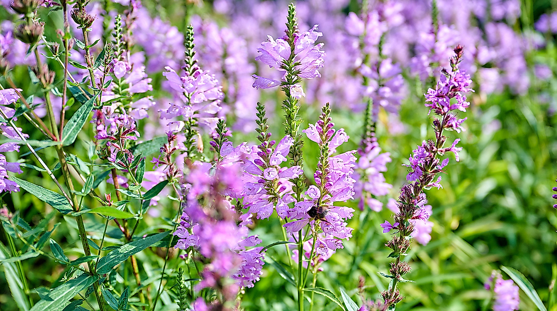 Offener Garten 2026 - Osten-Isensee