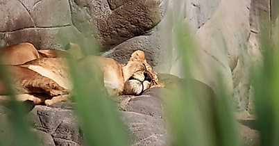 Tierpark Hagenbeck