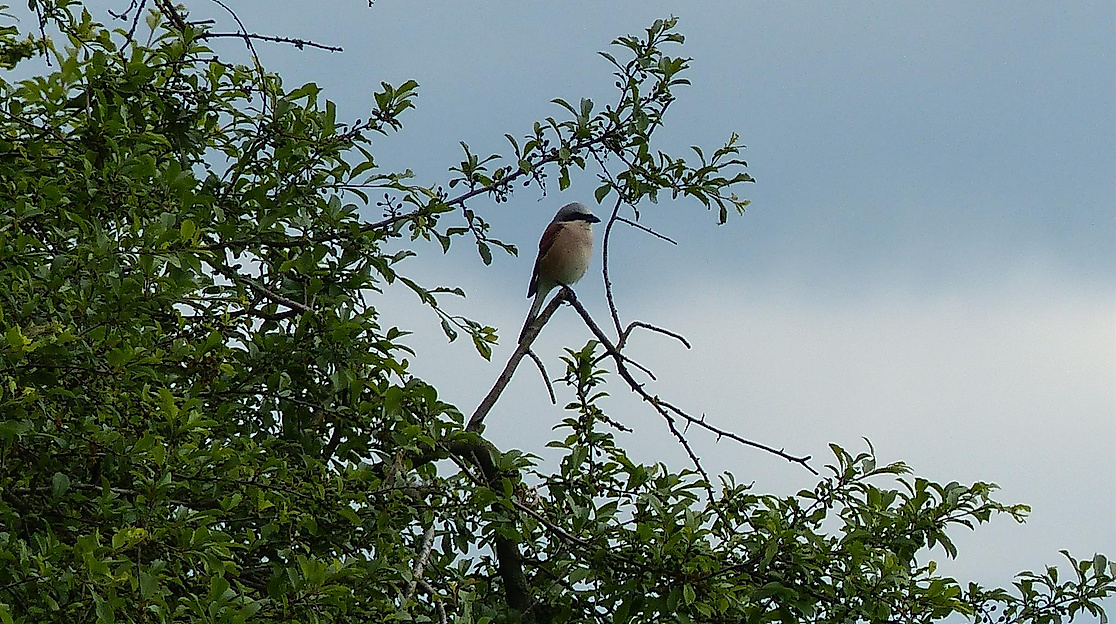 Vogelwanderung rund um den Höpen mit Weitblick