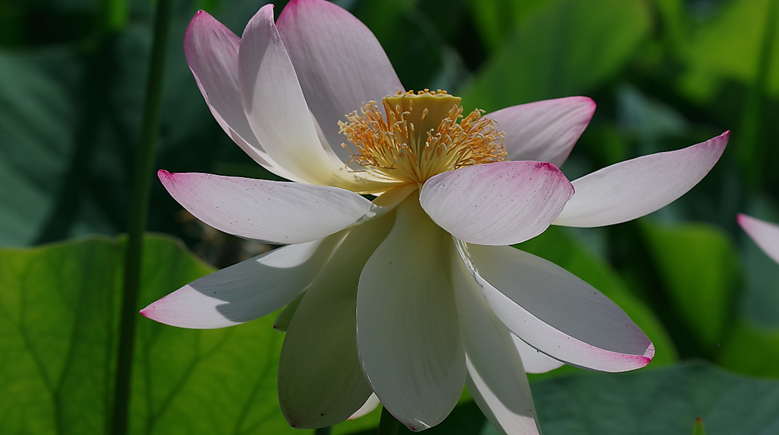 Lotosblume