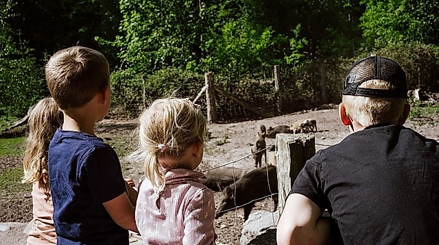 Kinder-Ausflug ,,Wildschweingatter"