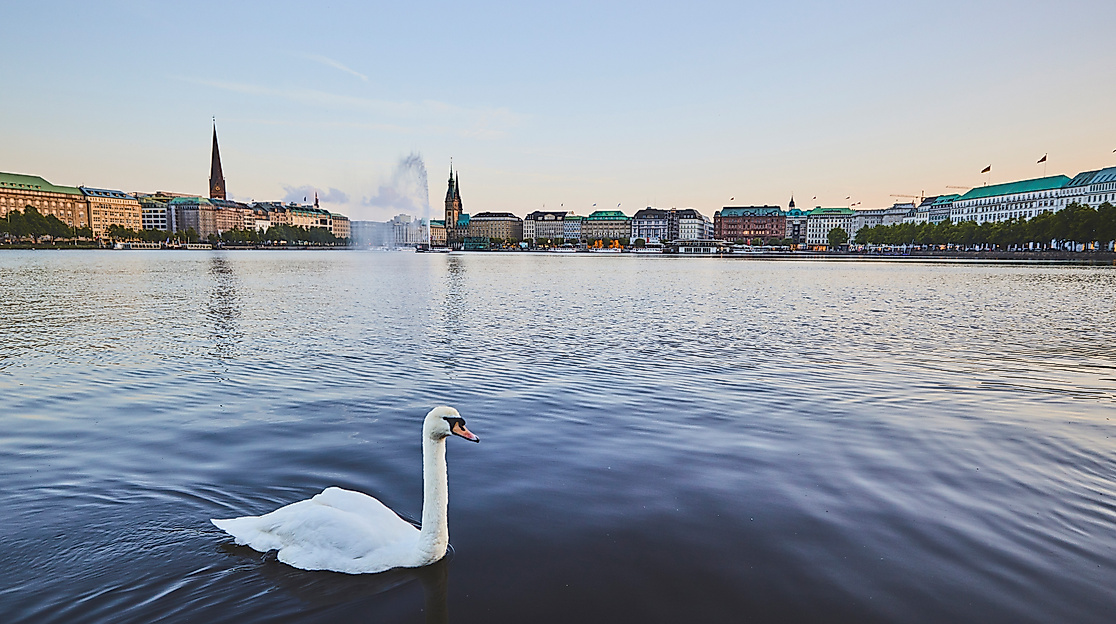 Ein Schwan auf der Binnenalster mit Blick auf die Alsterfontäne und Hamburgs Stadtsilhouette im Abendlicht.
