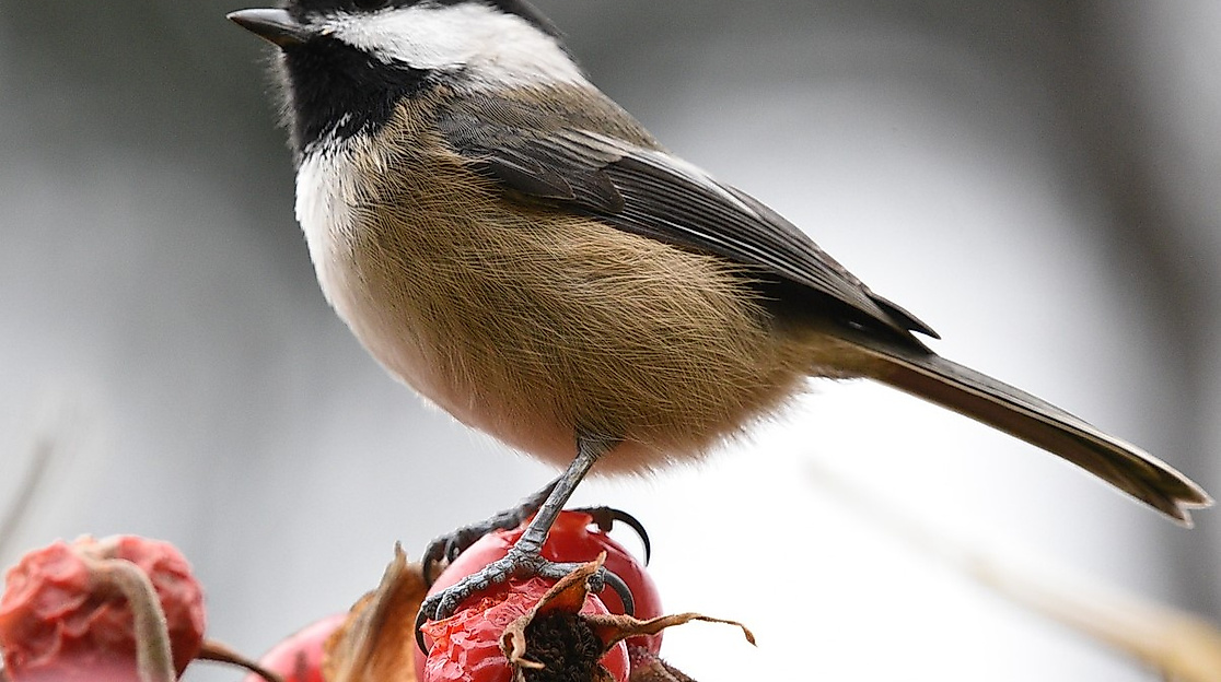 bird-5746481_1920