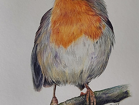 Zeichenworkshop: Rotkehlchen in Buntstift