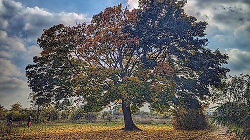 Konfirmations-Gottesdienst von St. Jakobi mit Pastorin Bärbel Reichelt