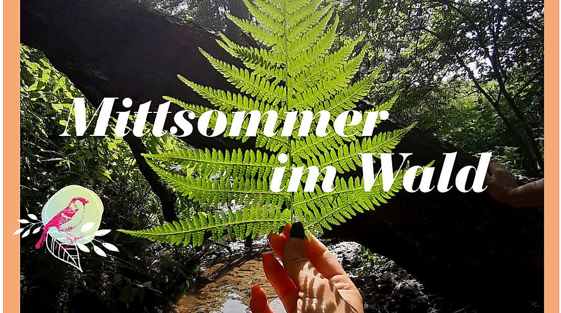 Mittsommer im Wald