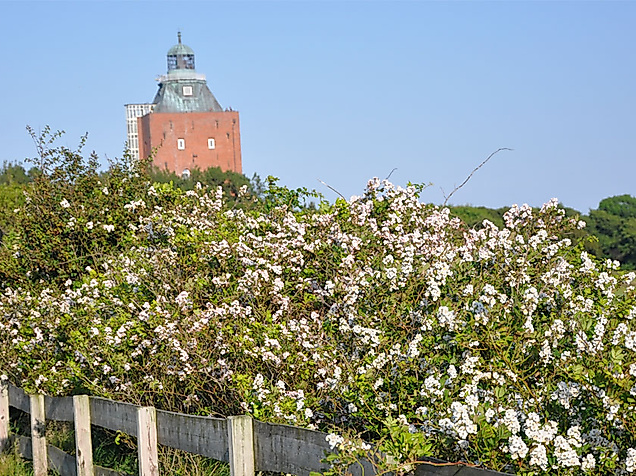 Blühende Hecke vor dem Leuchtturm Neuwerk auf grüner Wiese unter blauem Himmel.
