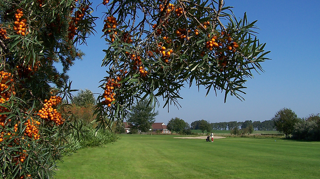 golfclub-buesum-dithmarschen_c-golfclub-buesum-dithmarschen-ev-2