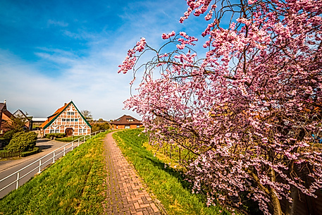Blühender Obstbaum am Weg mit Fachwerkhäusern im Alten Land bei strahlendem Frühlingswetter