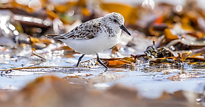 Zugvögel Nordsee