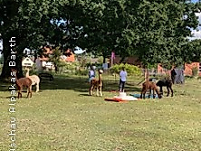 Meditieren mit Alpakas