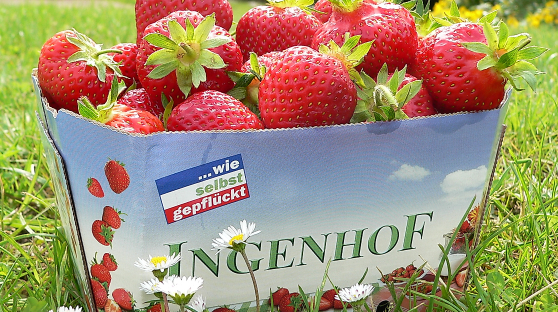 Ingenhof
