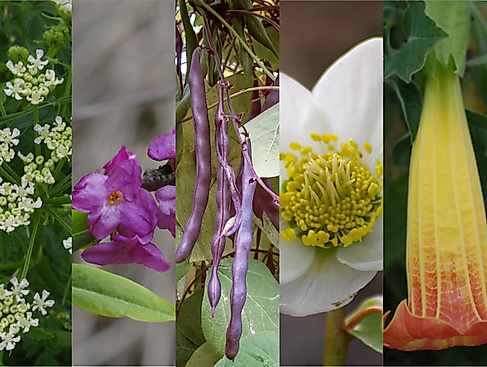 Giftpflanze des Jahres - Kandidaten2026