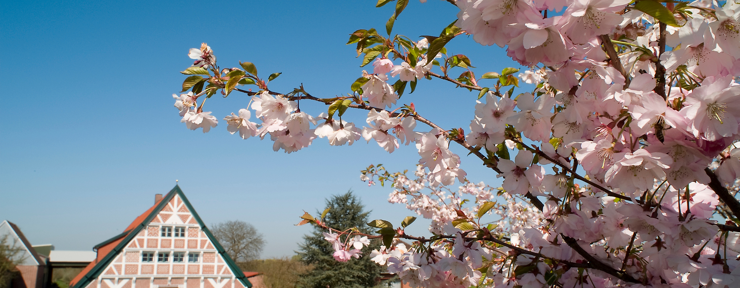 altes-land_kirschbluete-am-luehedeich_c-tourismusverein-altes-land-ev