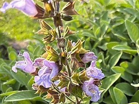 Destillations-Workshops - Workshop: Salbei-Destillation