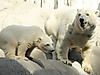 Baby polar bear with polar bear mother
