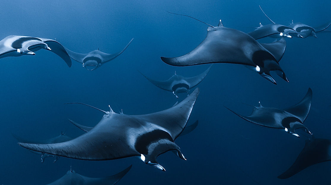 Mobula: The Legend of the Devil Fishes