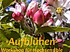 aufbluehen-01