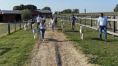 Alpakawanderung der AlpaSuri GbR