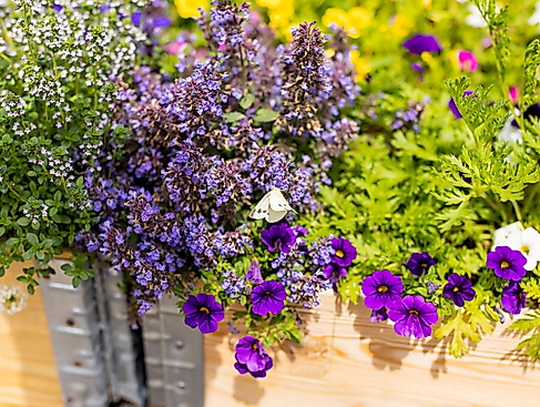 Mischkulturen für Hochbeete | Essbare Stadt Rehderplatz