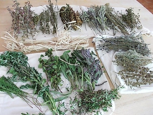 11 heimische Pflanzen für Frauenpower