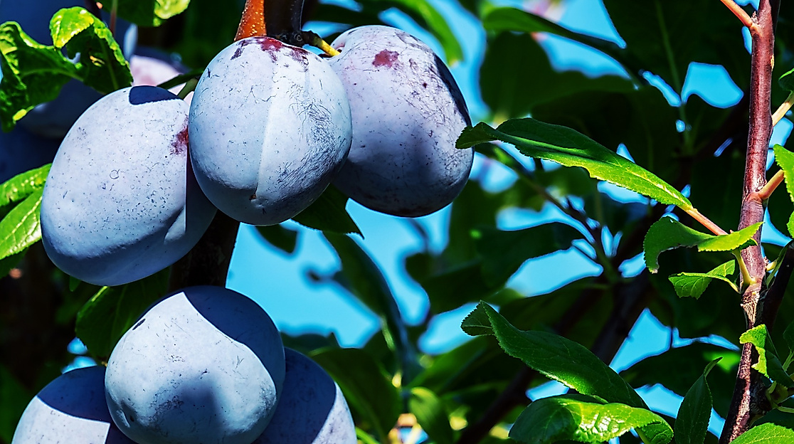 plums_c_coleur-pixabay