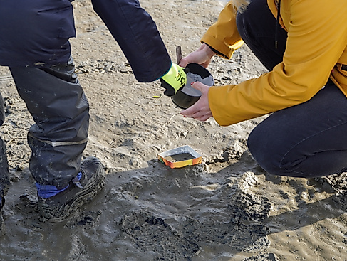 Tatort Watt: Vogelspuren entdecken und sichern!