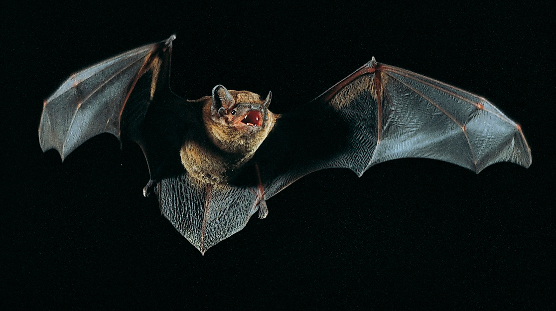 Fledermaus-Safari in Malente