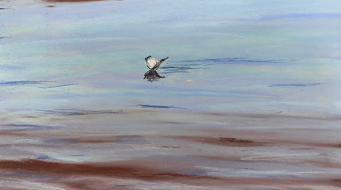 Möwe
