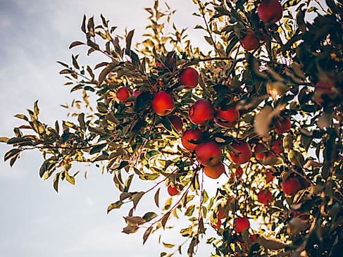 herzapfelhof-luehs-route-c-unsplash-nathan-hulsey