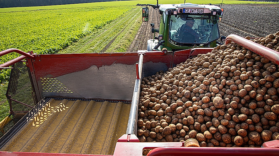 Kartoffelernte