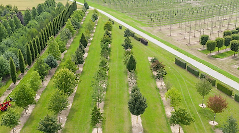 garten-von-ehren_klimabaumsafari