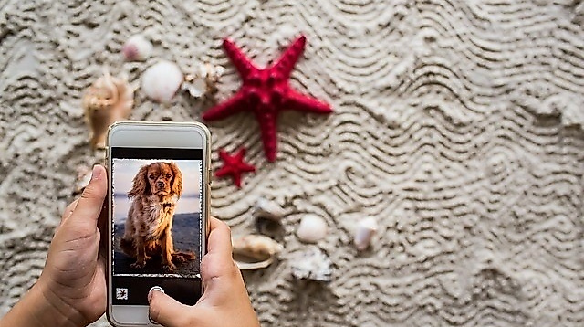 Fotowalk mit Hund im Yachthafen