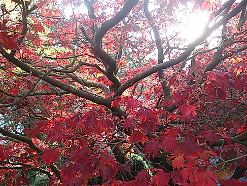 Baum im Herbst